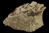 Ankylosaur Scute - Alberta (Disposition #-) #132070-2